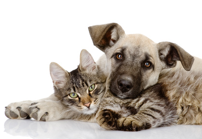 Hund und Katze mit Nahrungsmittelallergie