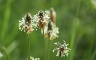 Blüten des Wegerichs können eine Wegerich-Allergie auslösen